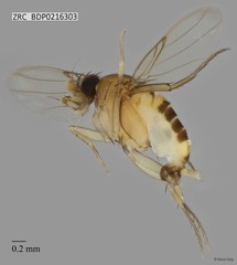 Phoridae sp. "ZRCBDP0000267"•&copy; Rene Ong•All Rights Reserved