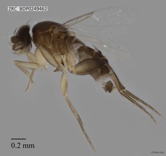 Phoridae sp. "ZRCBDP0000273"•&copy; Rene Ong•All Rights Reserved