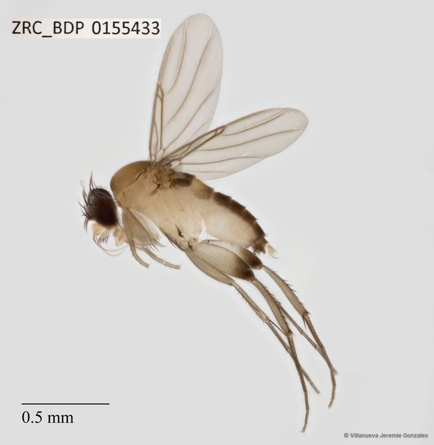 Phoridae sp. "ZRCBDP0000386"•&copy; Villanueva Jeremie Gonzales•All Rights Reserved