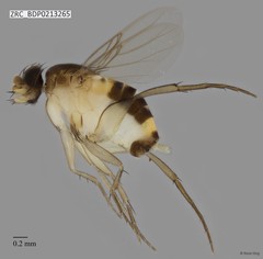 Phoridae sp. "ZRCBDP0000394"•&copy; Rene Ong•All Rights Reserved
