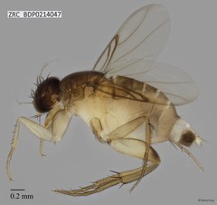 Phoridae sp. "ZRCBDP0000394"•&copy; Rene Ong•All Rights Reserved