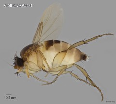 Phoridae sp. "ZRCBDP0000394"•&copy; Rene Ong•All Rights Reserved