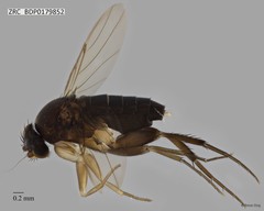 Phoridae sp. "ZRCBDP0000397"•&copy; Rene Ong•All Rights Reserved