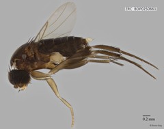 Phoridae sp. "ZRCBDP0000397"•&copy; Rene Ong•All Rights Reserved
