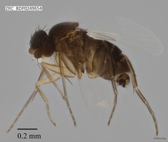 Phoridae sp. "ZRCBDP0000429"•&copy; Rene Ong•All Rights Reserved