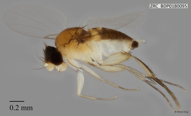 Phoridae sp. "ZRCBDP0000436"•&copy; Rene Ong•All Rights Reserved