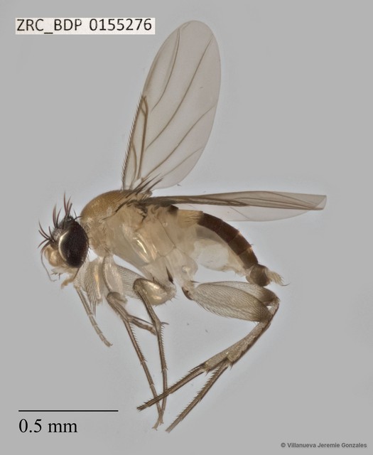 Phoridae sp. "ZRCBDP0000437"•&copy; Villanueva Jeremie Gonzales•All Rights Reserved