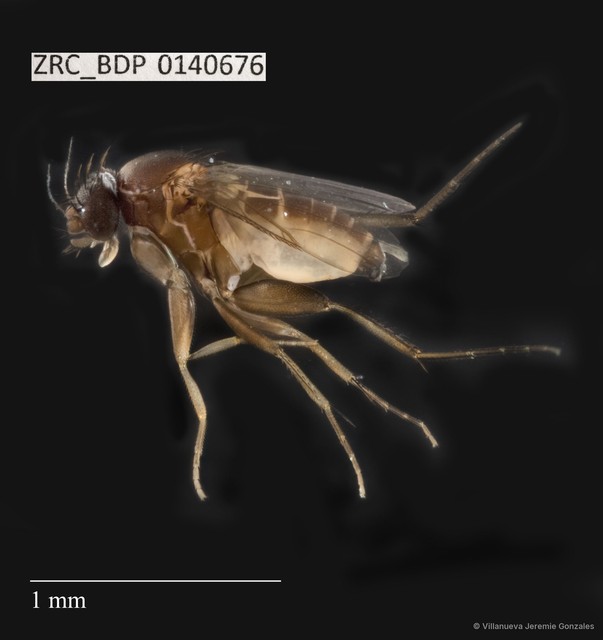 Phoridae sp. "ZRCBDP0000792"•&copy; Villanueva Jeremie Gonzales•All Rights Reserved