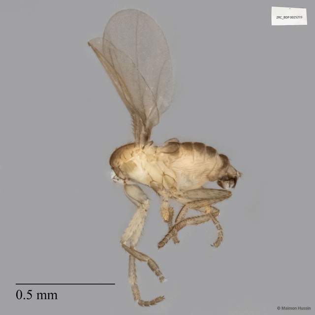 Termitoxeniinae sp. "ZRCBDP0025299"•&copy; Maimon Hussin•All Rights Reserved