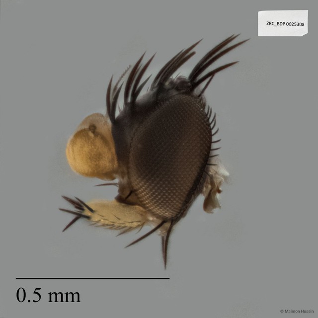 Phoridae sp. "ZRCBDP0025308"•&copy; Maimon Hussin•All Rights Reserved