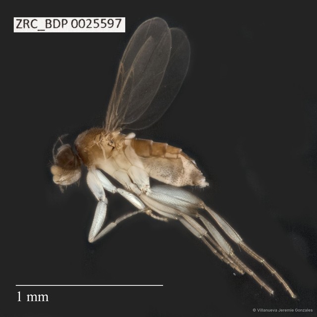 Phoridae sp. "ZRCBDP0025597"•&copy; Villanueva Jeremie Gonzales•All Rights Reserved