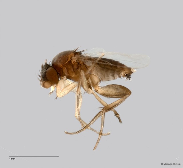 Phoridae sp. "ZRCBDP0031765"•&copy; Maimon Hussin•All Rights Reserved