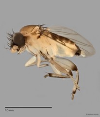 Phoridae sp. "ZRCBDP0032000/ZRCBDP0032740"•&copy; Maimon Hussin•All Rights Reserved