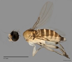Phoridae sp. "ZRCBDP0032000/ZRCBDP0032740"•&copy; Maimon Hussin•All Rights Reserved