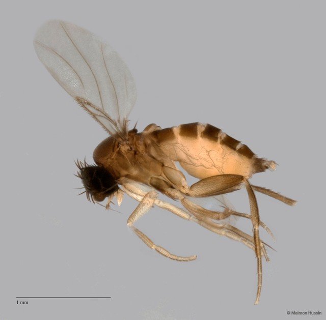 Phoridae sp. "ZRCBDP0032002/ZRCBDP0033348"•&copy; Maimon Hussin•All Rights Reserved