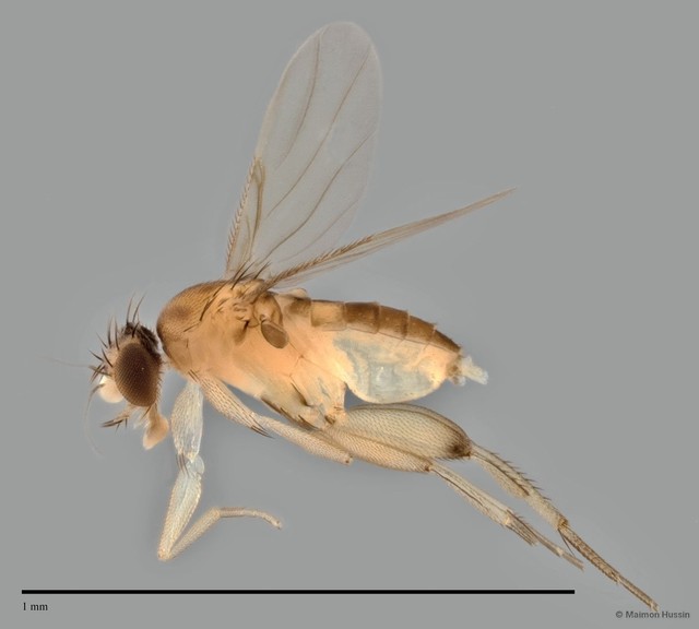 Phoridae sp. "ZRCBDP0032006"•&copy; Maimon Hussin•All Rights Reserved