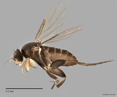 Phoridae sp. "ZRCBDP0032051/ZRCBDP0032171"•&copy; Maimon Hussin•All Rights Reserved