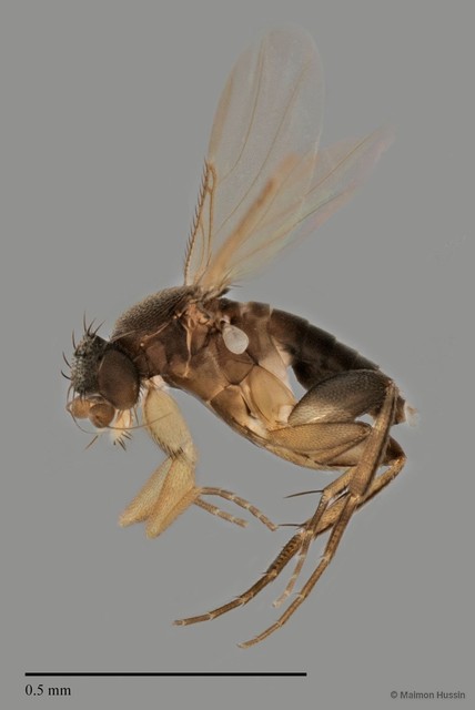 Phoridae sp. "ZRCBDP0032143"•&copy; Maimon Hussin•All Rights Reserved