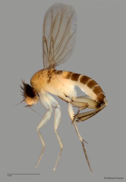 Phoridae sp. "ZRCBDP0032311"•&copy; Maimon Hussin•All Rights Reserved