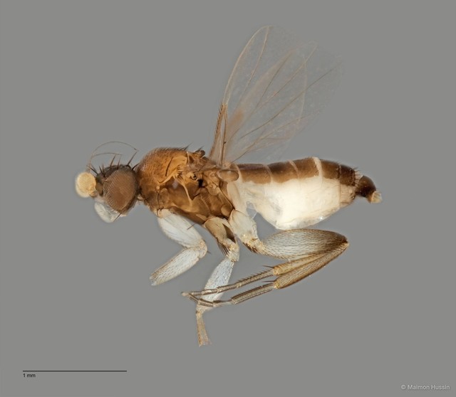 Phoridae sp. "ZRCBDP0032316"•&copy; Maimon Hussin•All Rights Reserved