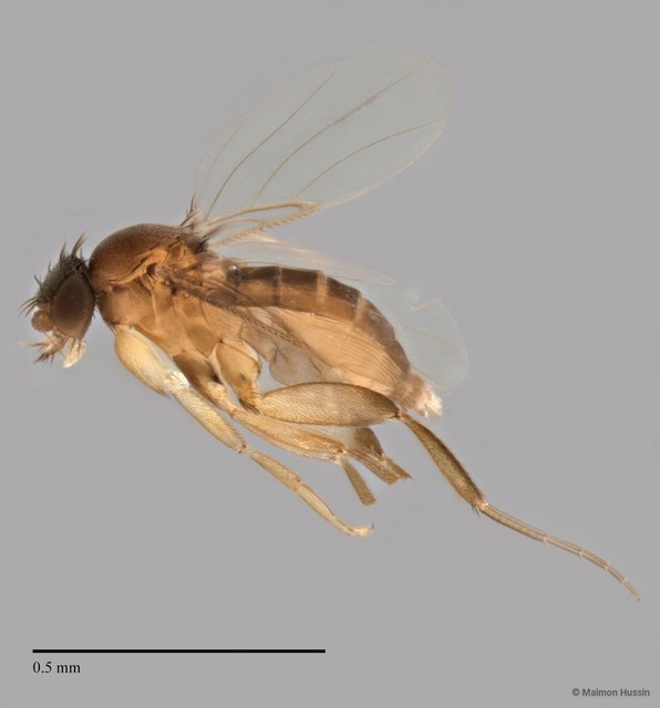 Phoridae sp. "ZRCBDP003248/ZRCBDP0033280"•&copy; Maimon Hussin•All Rights Reserved