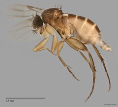 Phoridae sp. "ZRCBDP0032567/ZRCBDP0032576"•&copy; Maimon Hussin•All Rights Reserved