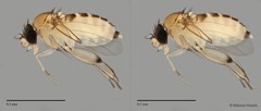 Phoridae sp. "ZRCBDP0032687/ZRCBDP0033251"•&copy; Maimon Hussin•All Rights Reserved