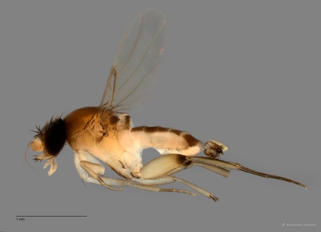 Phoridae sp. "ZRCBDP0032701"•&copy; Maimon Hussin•All Rights Reserved