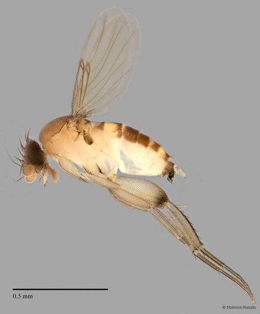 Phoridae sp. "ZRCBDP0032741"•&copy; Maimon Hussin•All Rights Reserved
