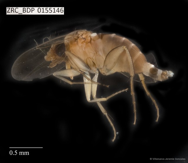 Phoridae sp. "ZRCBDP0032747"•&copy; Villanueva Jeremie Gonzales•All Rights Reserved