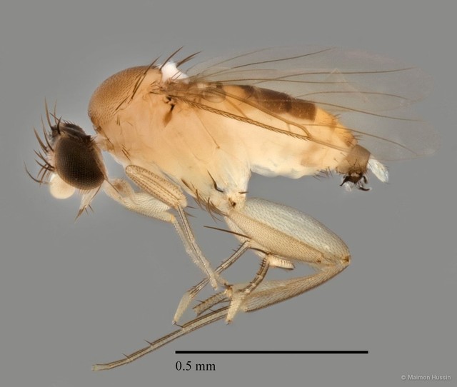 Phoridae sp. "ZRCBDP0032752"•&copy; Maimon Hussin•All Rights Reserved