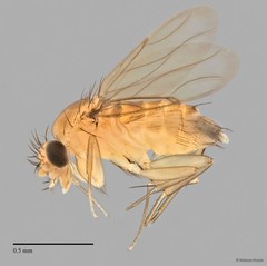 Phoridae sp. "ZRCBDP0032754/ZRCBDP0032773"•&copy; Maimon Hussin•All Rights Reserved