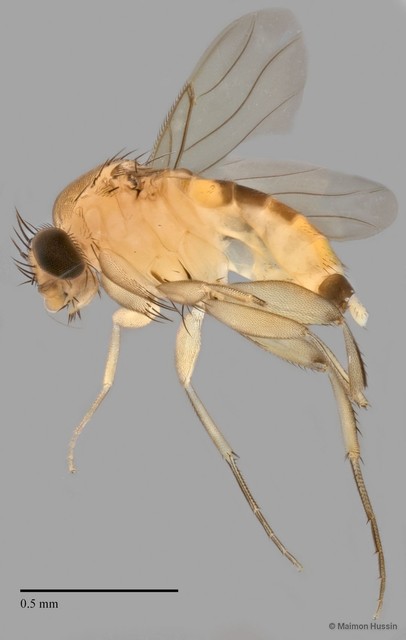 Phoridae sp. "ZRCBDP0032754/ZRCBDP0032773"•&copy; Maimon Hussin•All Rights Reserved
