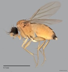 Phoridae sp. "ZRCBDP0032757/ZRCBDP0033166"•&copy; Maimon Hussin•All Rights Reserved