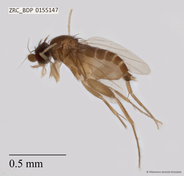Phoridae sp. "ZRCBDP0032763"•&copy; Villanueva Jeremie Gonzales•All Rights Reserved