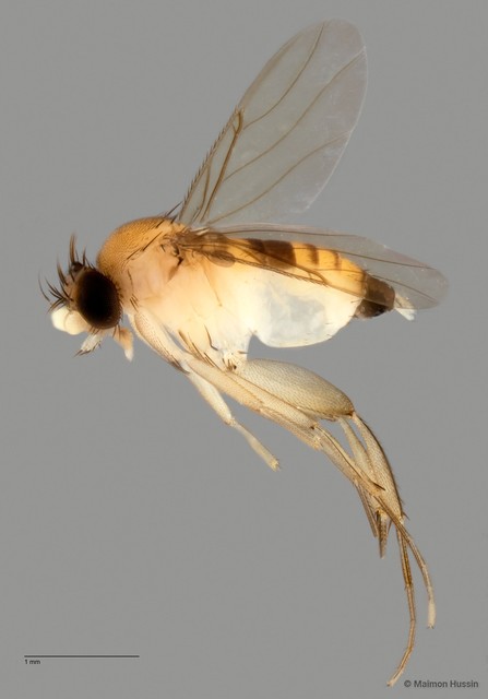 Phoridae sp. "ZRCBDP0032808"•&copy; Maimon Hussin•All Rights Reserved