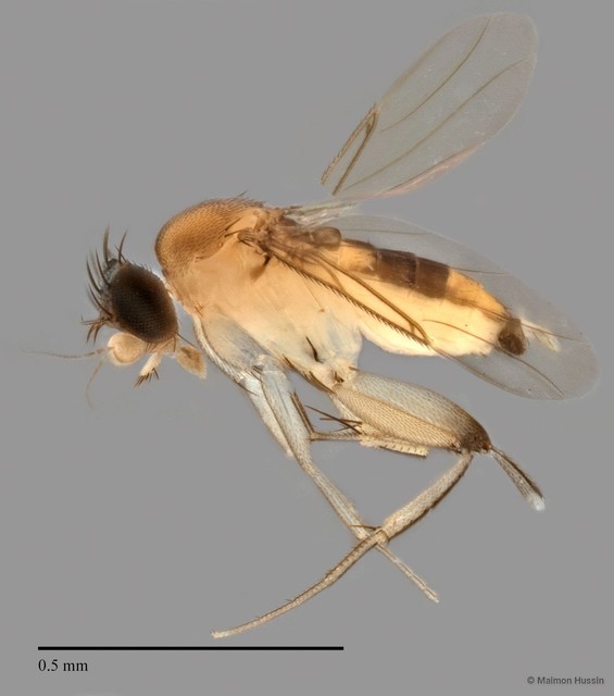 Phoridae sp. "ZRCBDP0032812"•&copy; Maimon Hussin•All Rights Reserved