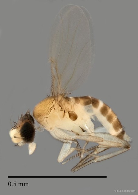 Phoridae sp. "ZRCBDP0032813"•&copy; Maimon Hussin•All Rights Reserved