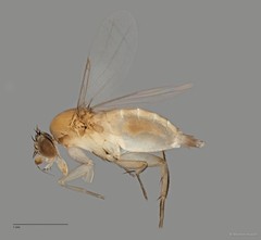 Phoridae sp. "ZRCBDP0032819/ZRCBDP0032900"•&copy; Maimon Hussin•All Rights Reserved