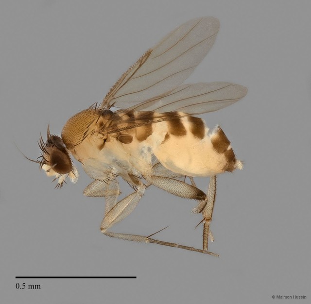 Phoridae sp. "ZRCBDP0032864/ZRCBDP0032902"•&copy; Maimon Hussin•All Rights Reserved