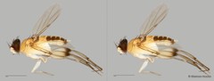 Phoridae sp. "ZRCBDP0032930/ZRCBDP0032934/ZRCBDP0032965"•&copy; Maimon Hussin•All Rights Reserved