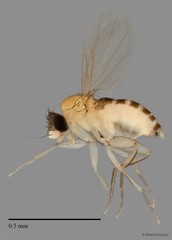 Phoridae sp. "ZRCBDP0032971/ZRCBDP0033283"•&copy; Maimon Hussin•All Rights Reserved