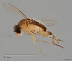 Phoridae sp. "ZRCBDP0033012/ZRCBDP0033033"•&copy; Maimon Hussin•All Rights Reserved