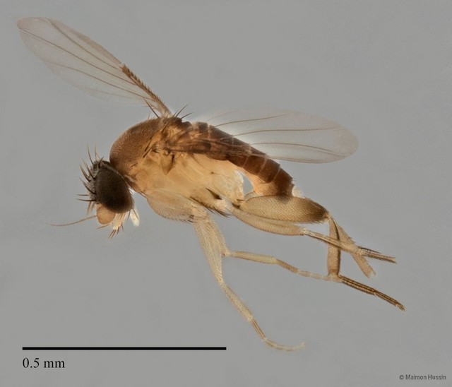 Phoridae sp. "ZRCBDP0033012/ZRCBDP0033033"•&copy; Maimon Hussin•All Rights Reserved