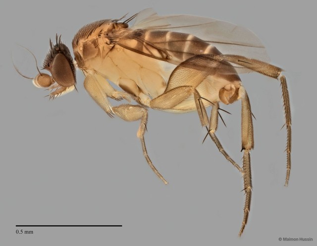 Phorinae sp. "ZRCBDP0033109"•&copy; Maimon Hussin•All Rights Reserved