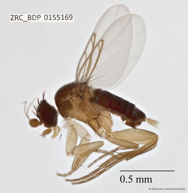 Phoridae sp. "ZRCBDP0033123"•&copy; Villanueva Jeremie Gonzales•All Rights Reserved