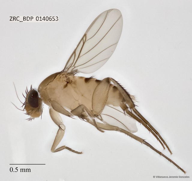 Phoridae sp. "ZRCBDP0033158"•&copy; Villanueva Jeremie Gonzales•All Rights Reserved