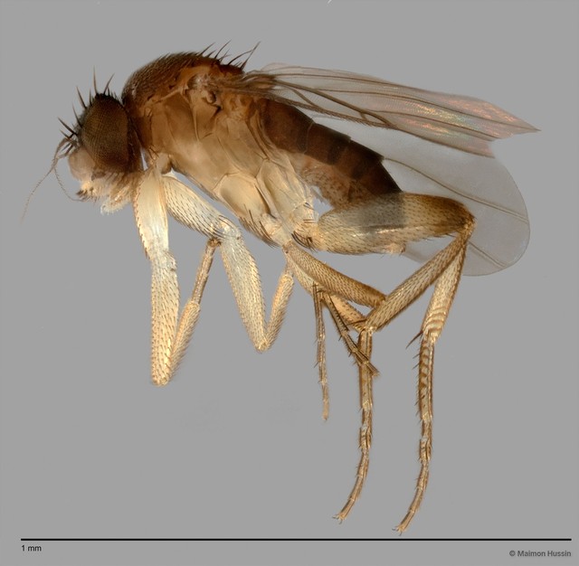 Phoridae sp. "ZRCBDP0033230"•&copy; Maimon Hussin•All Rights Reserved
