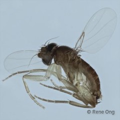 Phoridae sp. "ZRCBDP0033394"