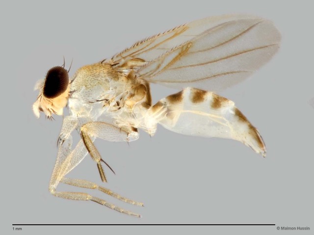 Phoridae sp. "ZRCBDP0049020"•&copy; Maimon Hussin•All Rights Reserved
